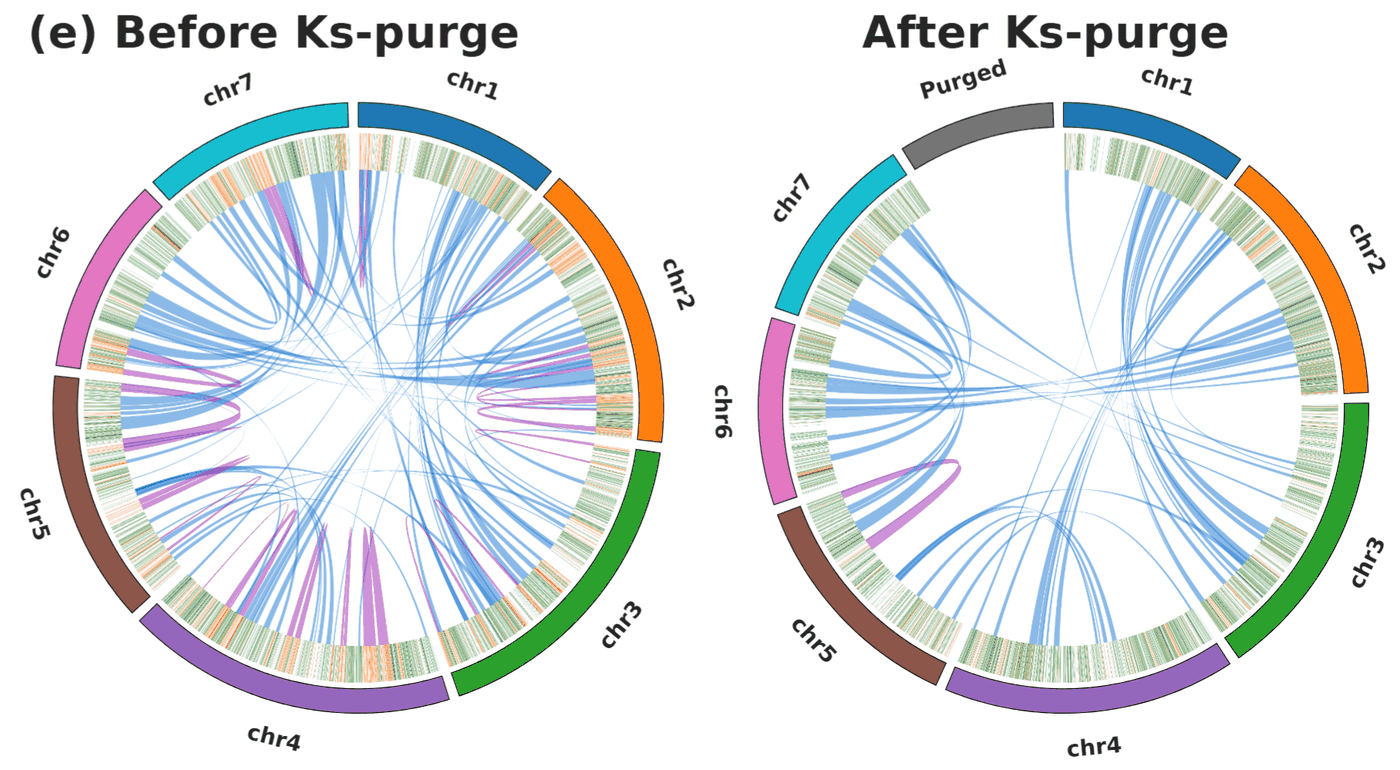 ParaLies synonymous divergence (Ks) distribution used to remove recent allelic copies while preserving ancient paralogues